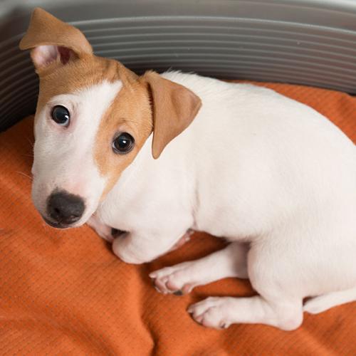 adoption8